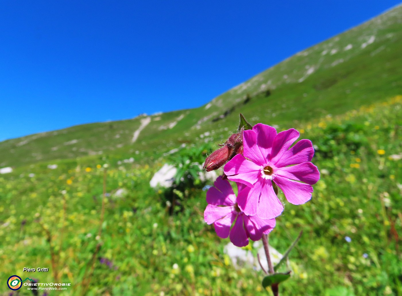 25 Silene dioica con vista verso Capanna 2000.JPG